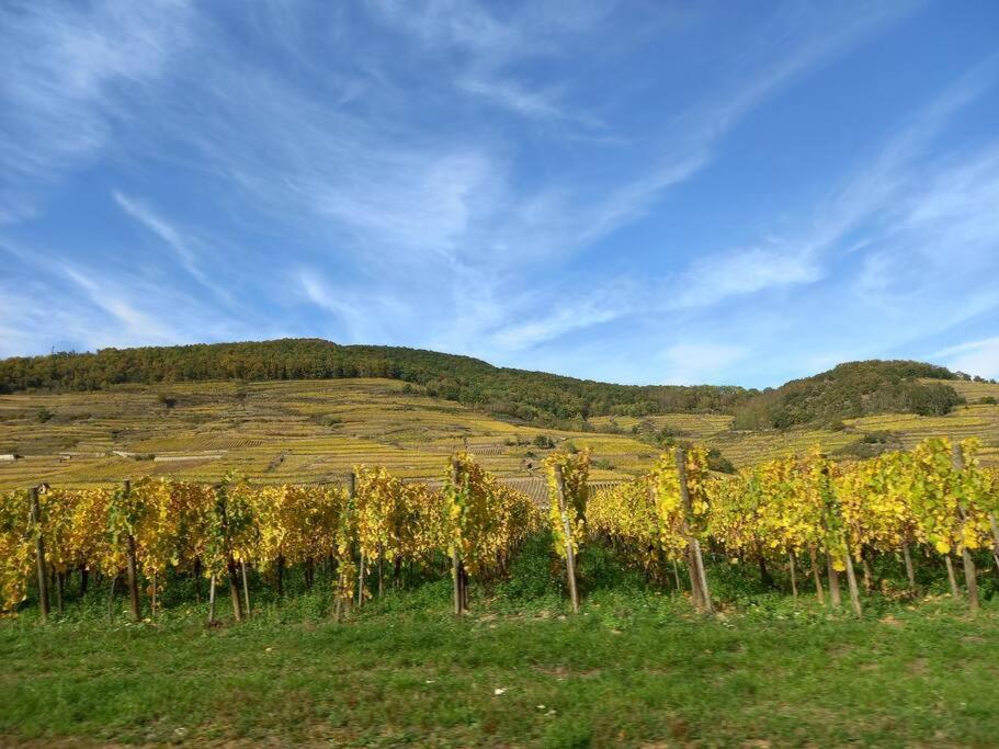 S'Gleina Gleck, In The Heart Of A Wine City, Charmant Studio 1 Piece Et 1 Salle De Bain Кайзерсберг Экстерьер фото